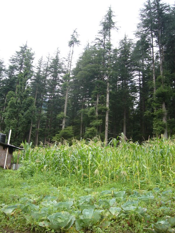 Travel - India - Himachal Pradesh - Parvati Valley - Pulga